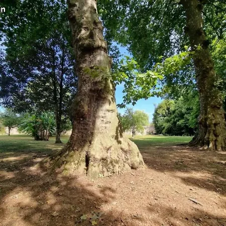 Les Vieux Platanes *